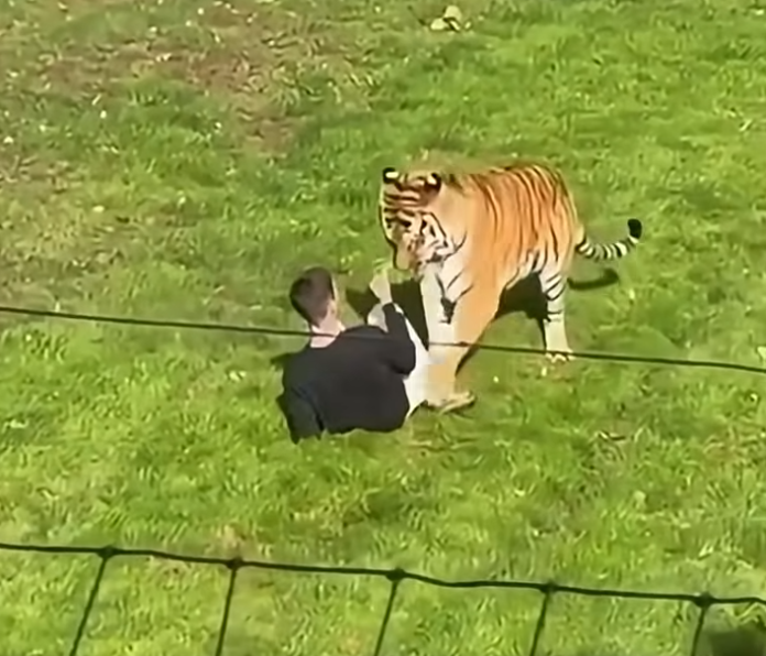 Yorkshire Wildlife Park Tragedy: Obituary and Cause of Death After Man Dies in Tiger Attack